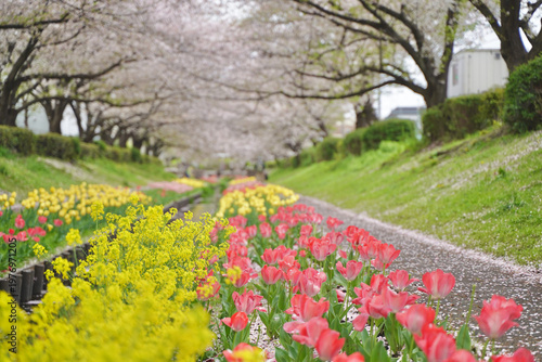 日本の神奈川県横浜市の江川せせらぎ緑道の桜とチューリップ