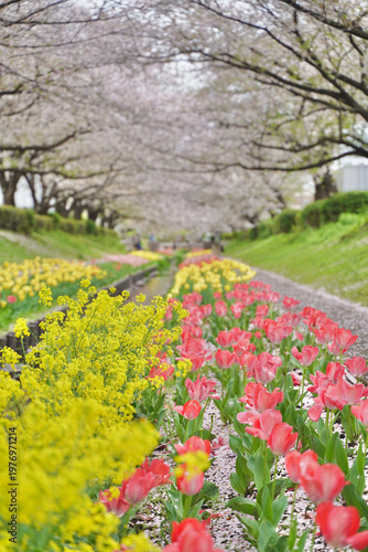 日本の神奈川県横浜市の江川せせらぎ緑道の桜とチューリップ