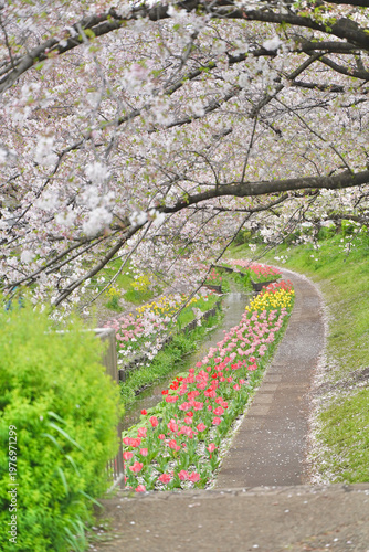 日本の神奈川県横浜市の江川せせらぎ緑道の桜とチューリップ