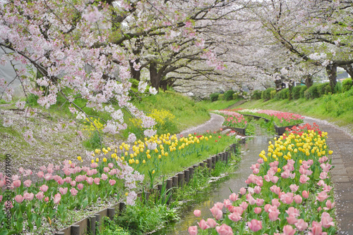 日本の神奈川県横浜市の江川せせらぎ緑道の桜とチューリップ