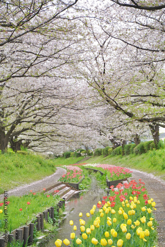 日本の神奈川県横浜市の江川せせらぎ緑道の桜とチューリップ