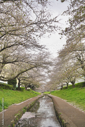 日本の神奈川県横浜市の江川せせらぎ緑道の桜とチューリップ