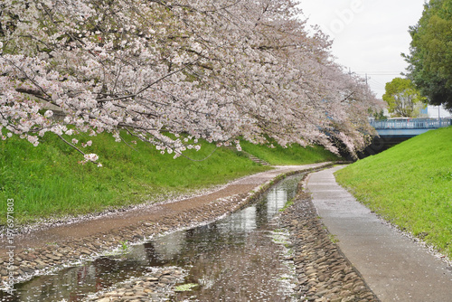 日本の神奈川県横浜市の江川せせらぎ緑道の桜とチューリップ