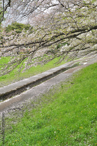 日本の神奈川県横浜市の江川せせらぎ緑道の桜とチューリップ