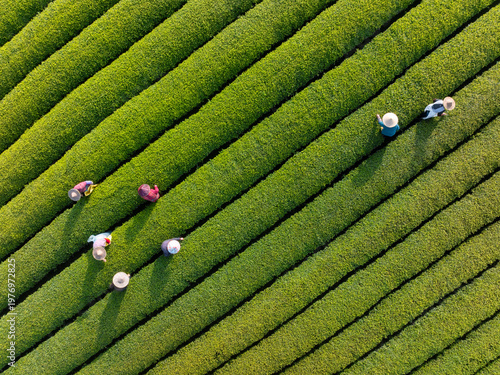 Aerial view of tea garden with workers harvesting tea leaves in traditional rural setting