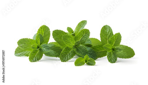 A bunch of fresh green mint leaves on a white background
