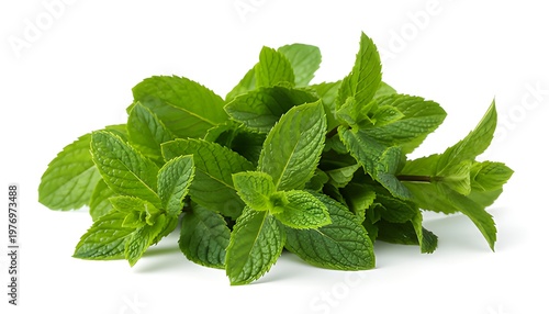 A bunch of fresh green mint leaves on a white background