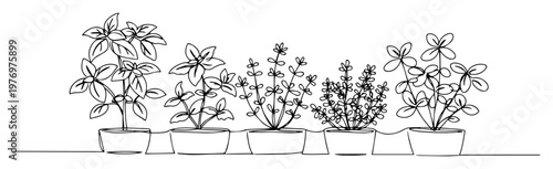 collection of houseplants in pots line drawing