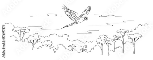 macaw parrot flying over jungle canopy line art vector drawing