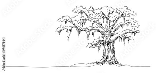 Fotografie southern live oak tree with spanish moss sketch vector lineart