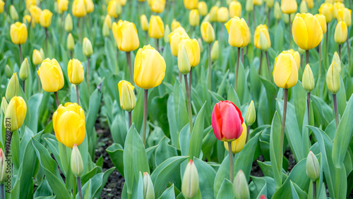 Foto Red tulip standing out among many yellow tulips