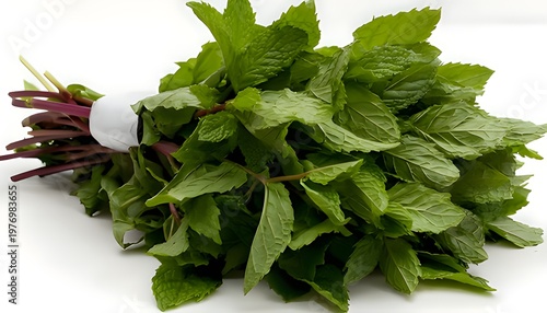 A bunch of fresh mint leaves tied together with a white band on a plain white background