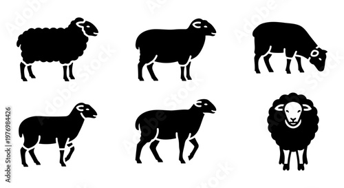Sheep silhouette icons, black farm animal vector set, 6 livestock symbols
