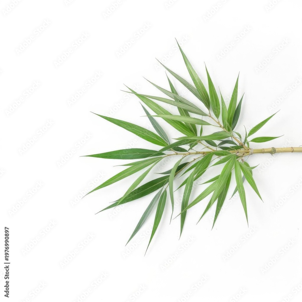Fototapeta premium Close Up of a Green Foliage Branch Isolated Against White Background Studio Shot