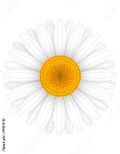 A close-up illustration shows a detailed, vibrant daisy with bright white petals radiating from a sunny yellow center