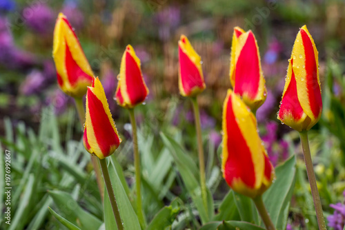 Bild auf Leinwand Dewy tulip bud, garden freshness