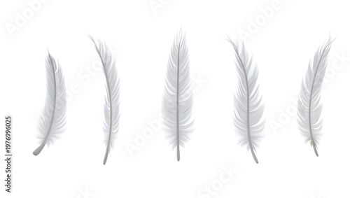 Five soft white feathers set on transparent background