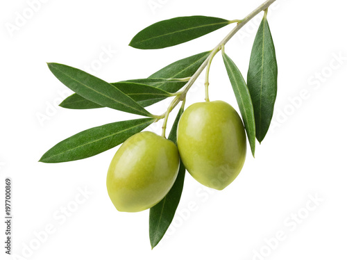 Fresh Green Olives on Branch with Leaves Isolated on Transparent Background