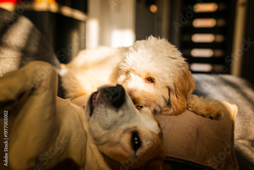 Maltipoo and Beagle Dogs Sharing a Moment in Golden Hour Light