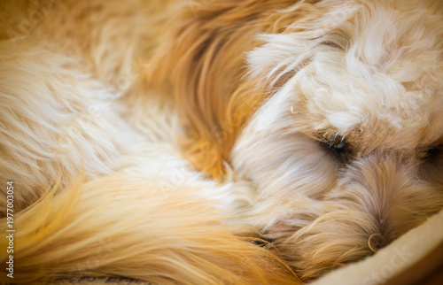 Macro Texture of Fluffy Cream Maltipoo Dog Fur While Sleeping