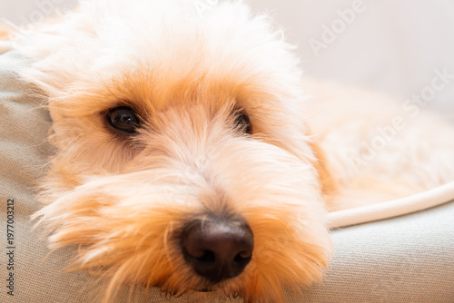 Extreme Close Up Portrait of a Maltipoo Puppy Face