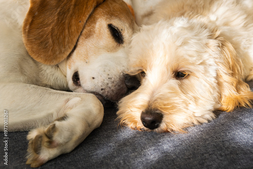 Maltipoo and Beagle Dogs Cuddling Together During a Nap