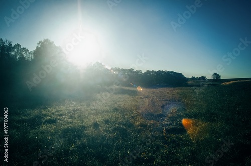 A sunny evening on the edge of a field and forest