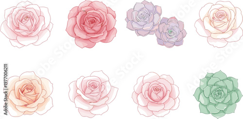 Vector illustration of pastel roses and succulents with delicate layered petals and soft gradients