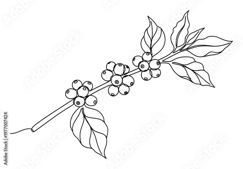 Coffee plant branch with mature berries and lush green leaves in a simple monochrome line drawing perfect for natural product packaging or cafe menu decoration