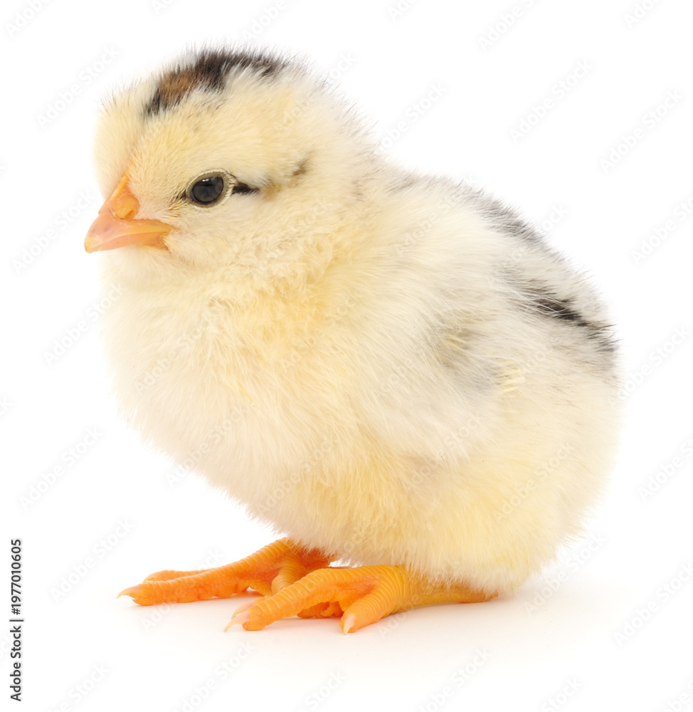 Fototapeta premium Small spotted yellow chicken standing authentic photography