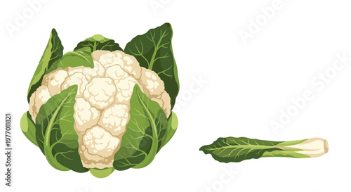 Fresh whole cauliflower with green leaves and a separate leaf isolated on white background for healthy food and recipe design.