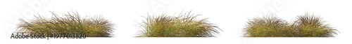 anemanthele lessoniana (pheasant's tail grass, new zealand wind grass, stipa arundinacea) isolated PNG on a transparent background premium nature cutout