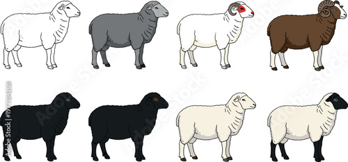 Sheep Farm Animal Collection in Various Colors and Breeds with Standing Poses for Agriculture Livestock Illustration and Rural Design