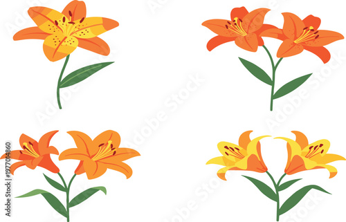 Orange Lily Flower Illustration Set Featuring Vibrant Blossoms in Various Positions in Vector Design