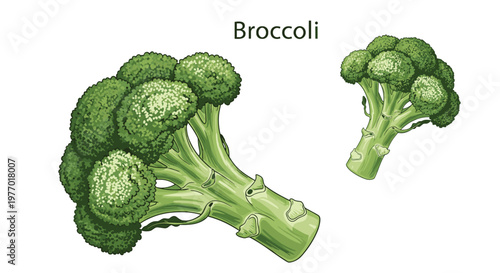 Two fresh green heads of broccoli shown in detail on a clean white background representing healthy vegetable ingredients for cooking.