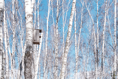 Wooden birdhouse on birch tree trunk in spring forest against blue sky
