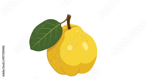 Whole yellow quince fruit with a single green leaf attached to its stem isolated on a plain white background for food illustration.