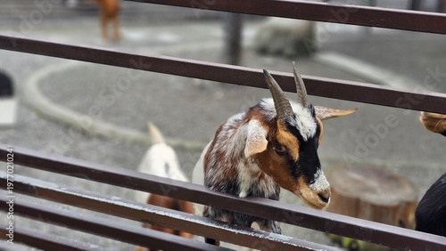 Foto Playful Pygmy goats in wooden fence enclosure, small breed pet goats with brown