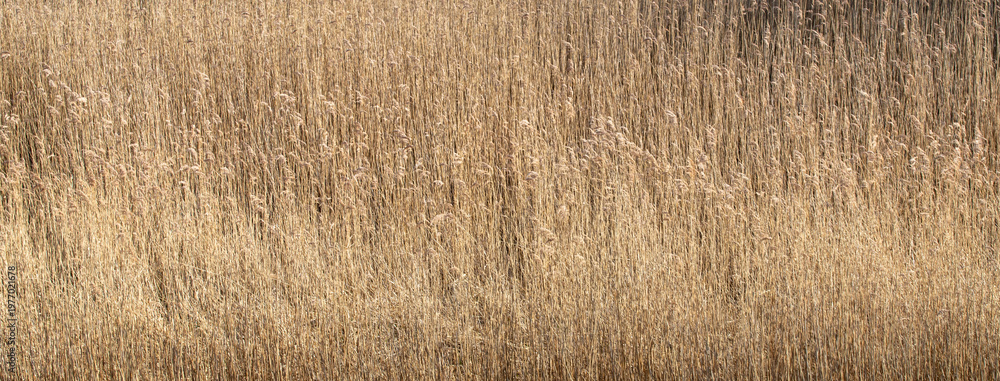 Obraz premium Wide panoramic background texture of dry yellow reeds in autumn field for nature environment wallpaper and seasonal outdoor landscape design concept