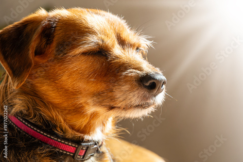 Schilderij op canvas Cute dog sunbathing with eyes closed in warm sunlight