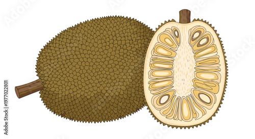 Large whole jackfruit and a sliced half showing its unique internal yellow segments and seeds are featured in this detailed tropical fruit art.