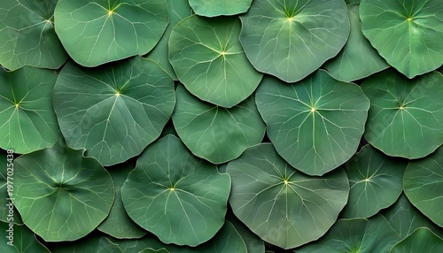 Vibrant Green Leaf Carpet with Natural Texture and Lush Foliage for an Organic Background Design