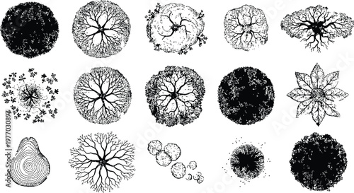 Top view tree symbols set, architectural landscape plan elements, detailed botanical canopy illustrations for garden and urban design
