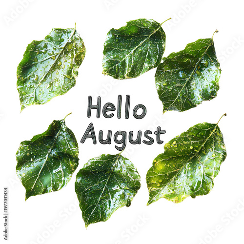 Fresh green leaves arranged creatively with a welcoming message for August, perfect for nature-themed visuals.