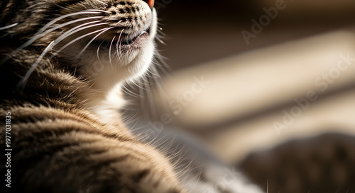 A close-up on the vibrating throat and fur of a purring cat.