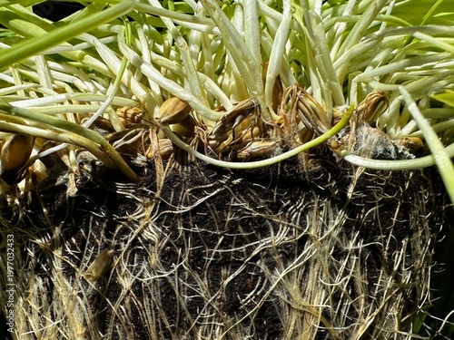 a lump of earth with sprouted roots of wheat sprouts root system