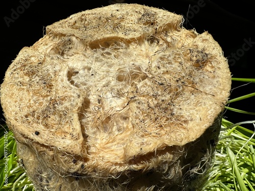 a lump of earth with sprouted roots of wheat sprouts root system