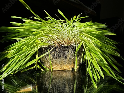 a lump of earth with sprouted roots of wheat sprouts root system