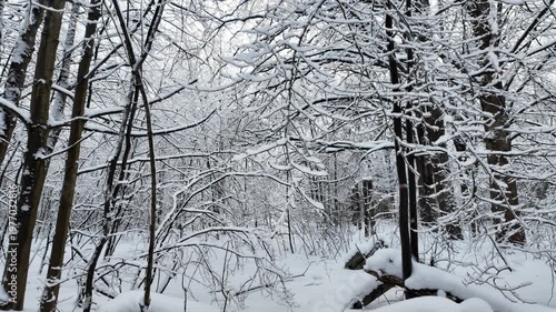 Handheld Tracking Shot Forward Through Snowy Winter Forest