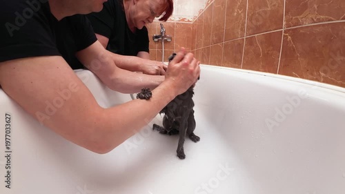 Gray cat enjoys water procedures in bathroom with owners helping and caring for him